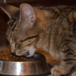 Sfaturi utile despre alimentatia pisicii