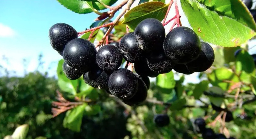 11 lacafele.ro Aronia – un super-antioxidant