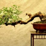 Bonsai - secretul uneltelor potrivite